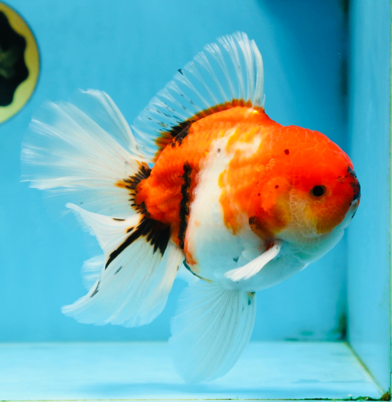 AAA Grade Young Godzilla Sakura Oranda Male 6-6.5 inches #081525OR_08