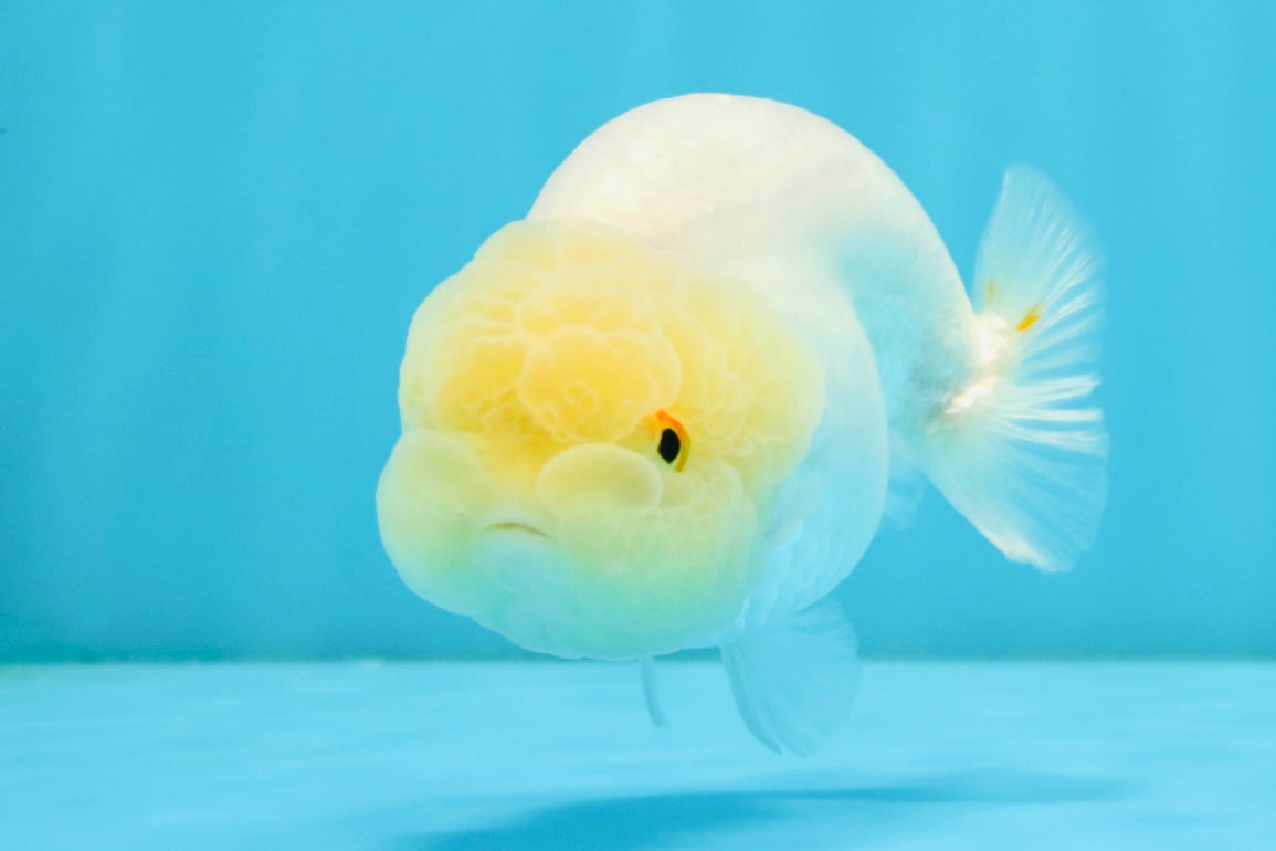 A Grade White LionQueen 4-4.5 inches #032726LC_20