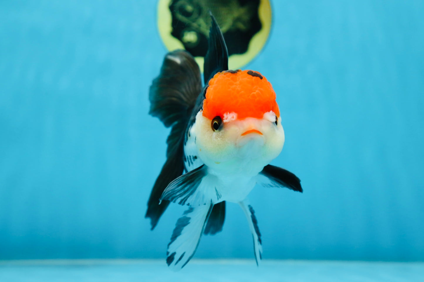 A Grade Tricolor Oranda Female 5.5-6 inches #081525OR_18