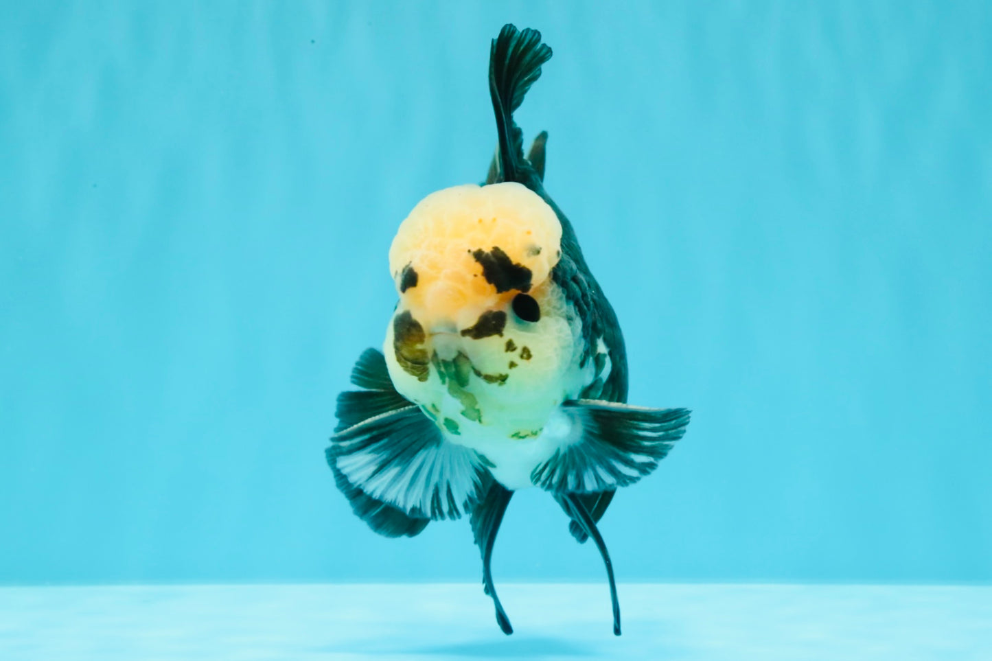 AAA Grade Panda Button Eyes Oranda Male 5.5 inches #031326OR_25