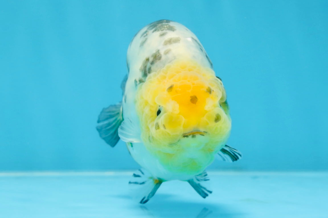 SPECIAL AAA Grade Chinese White Tiger Base Ranchu Female 4.5 inches #101725RC_20