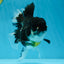 Panda Oranda Female 5-5.5 inches #053025OR_29