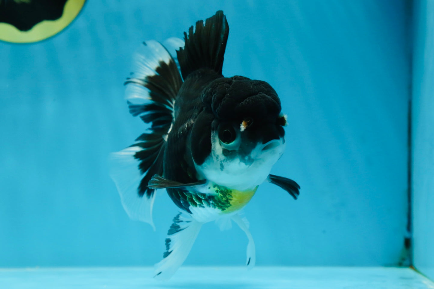 Panda Oranda Female 5-5.5 inches #053025OR_29