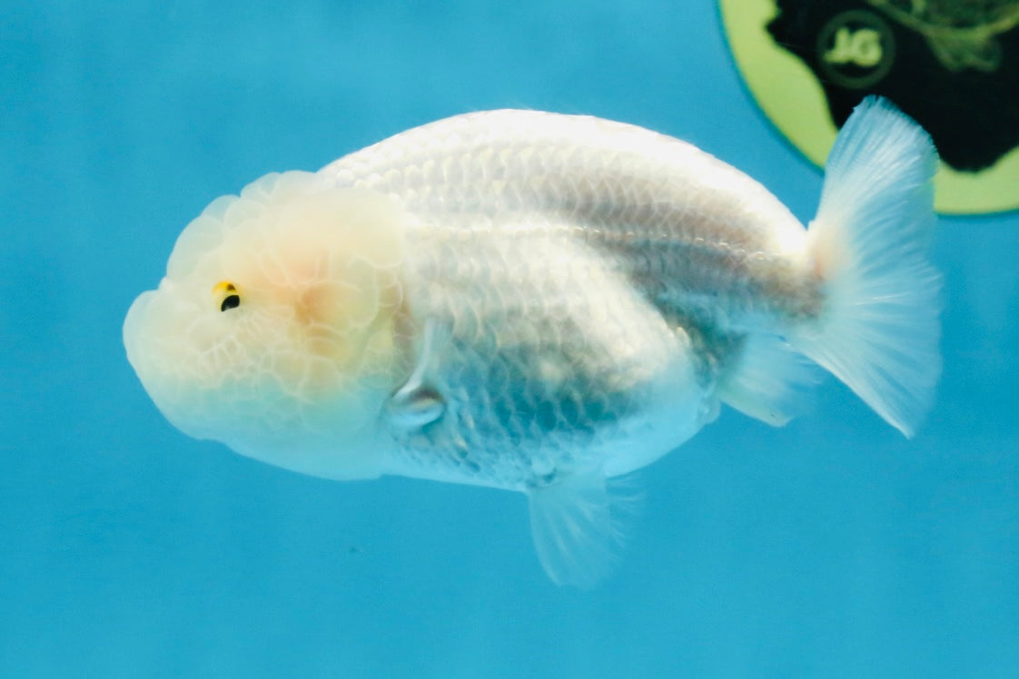 Snow White Lionchu Female 3.5 inches #121925LC_01