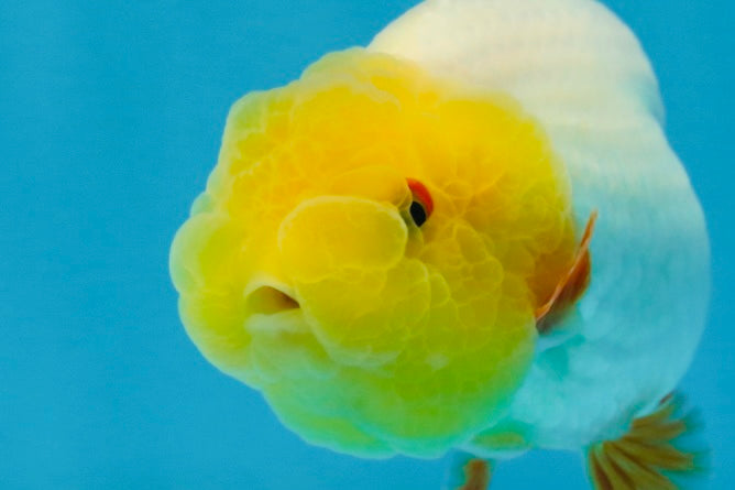 A Grade Lemonhead LionKing 3.5 inches #070425LC_06