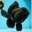 AAA Grade Godzilla Black Oranda Female 6.5 inches #081525OR_31