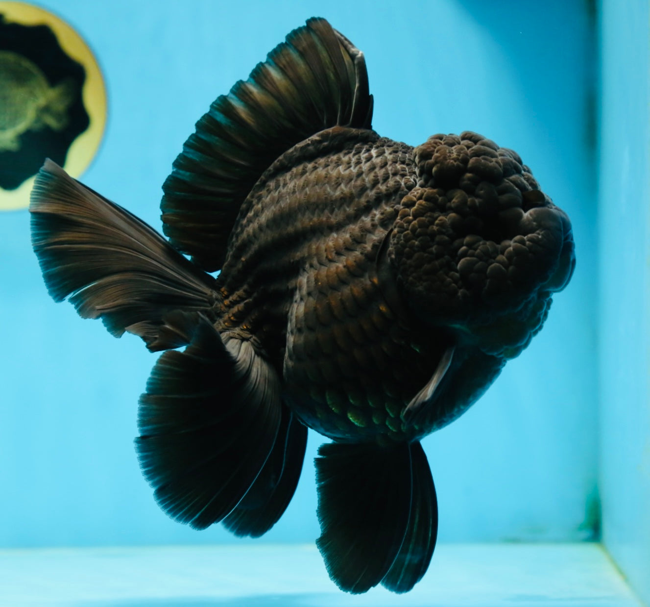 AAA Grade Godzilla Black Oranda Female 6.5 inches #081525OR_31