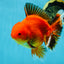 AAA Grade Apache Oranda Male 5-5.5 inches #050925OR_51