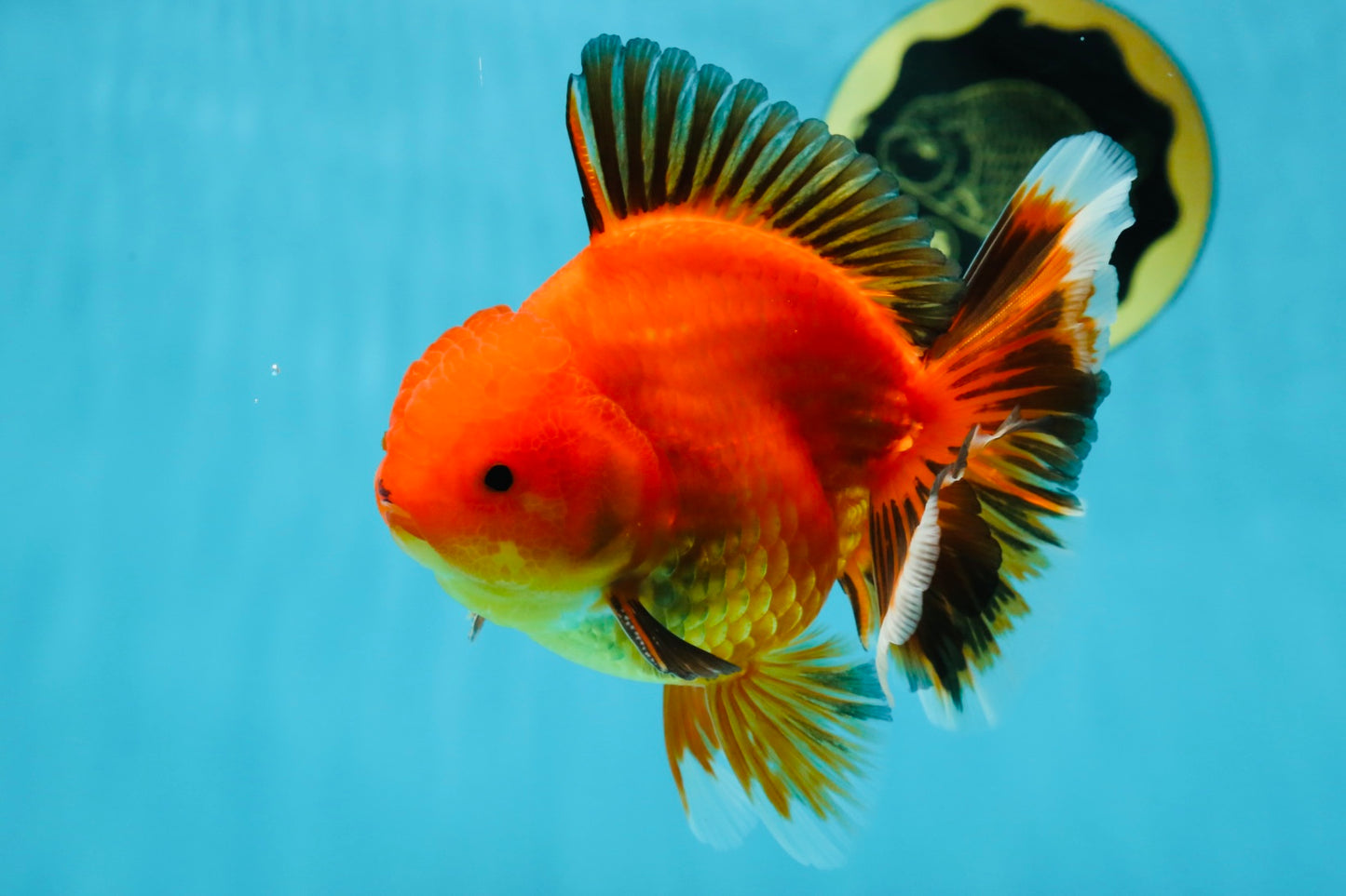 AAA Grade Apache Oranda Male 5-5.5 inches #050925OR_51