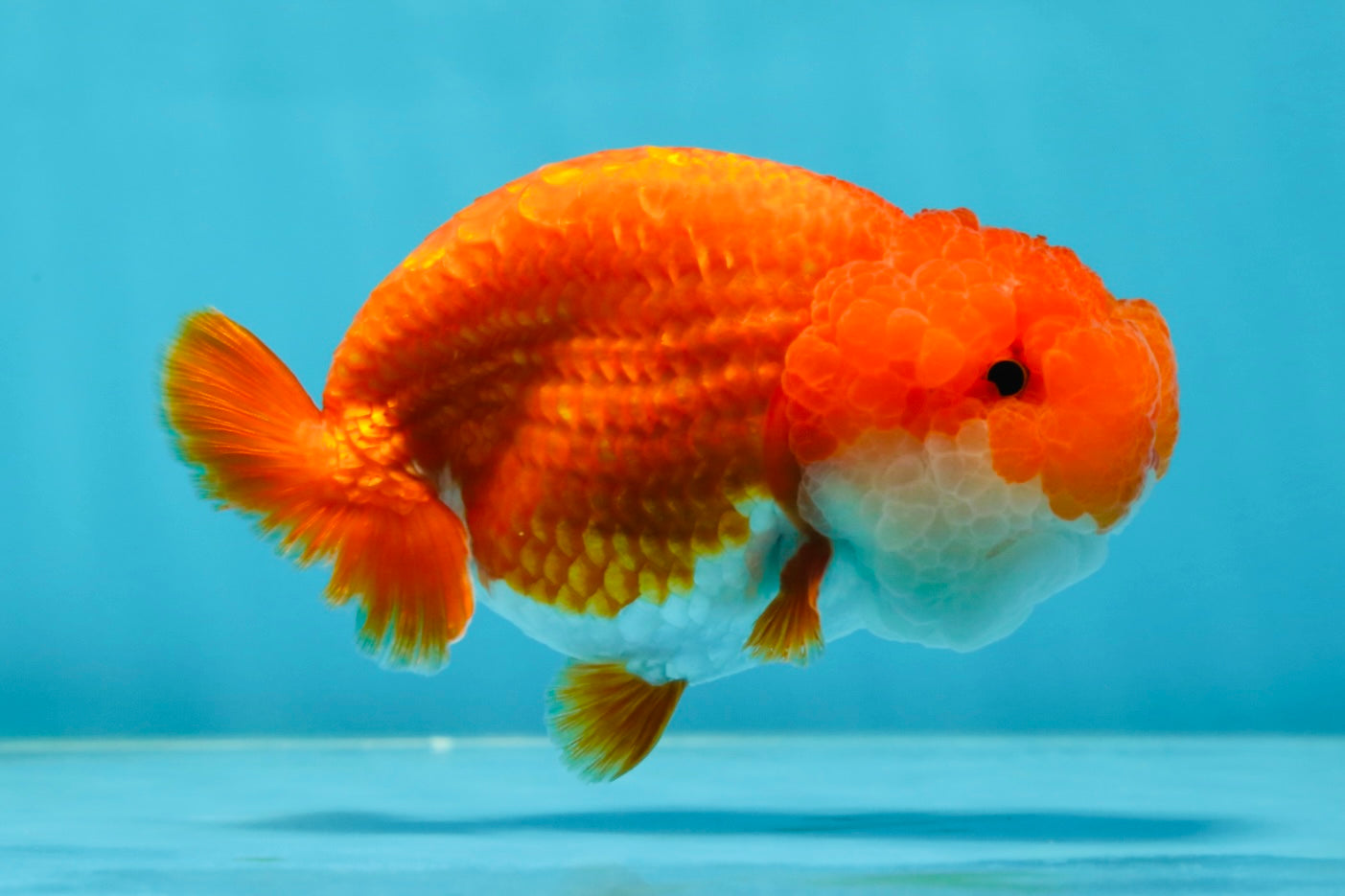 A Grade Red White LionQueen 4.5-5 inches #052325LC_22