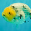 CHUBBY AAA Grade White Marble Blue Base Ranchu Male 5.5-6 inches #100226RC_28