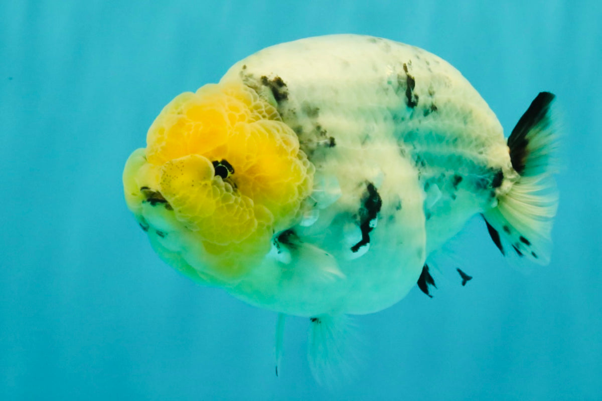 CHUBBY AAA Grade White Marble Blue Base Ranchu Male 5.5-6 inches #100226RC_28