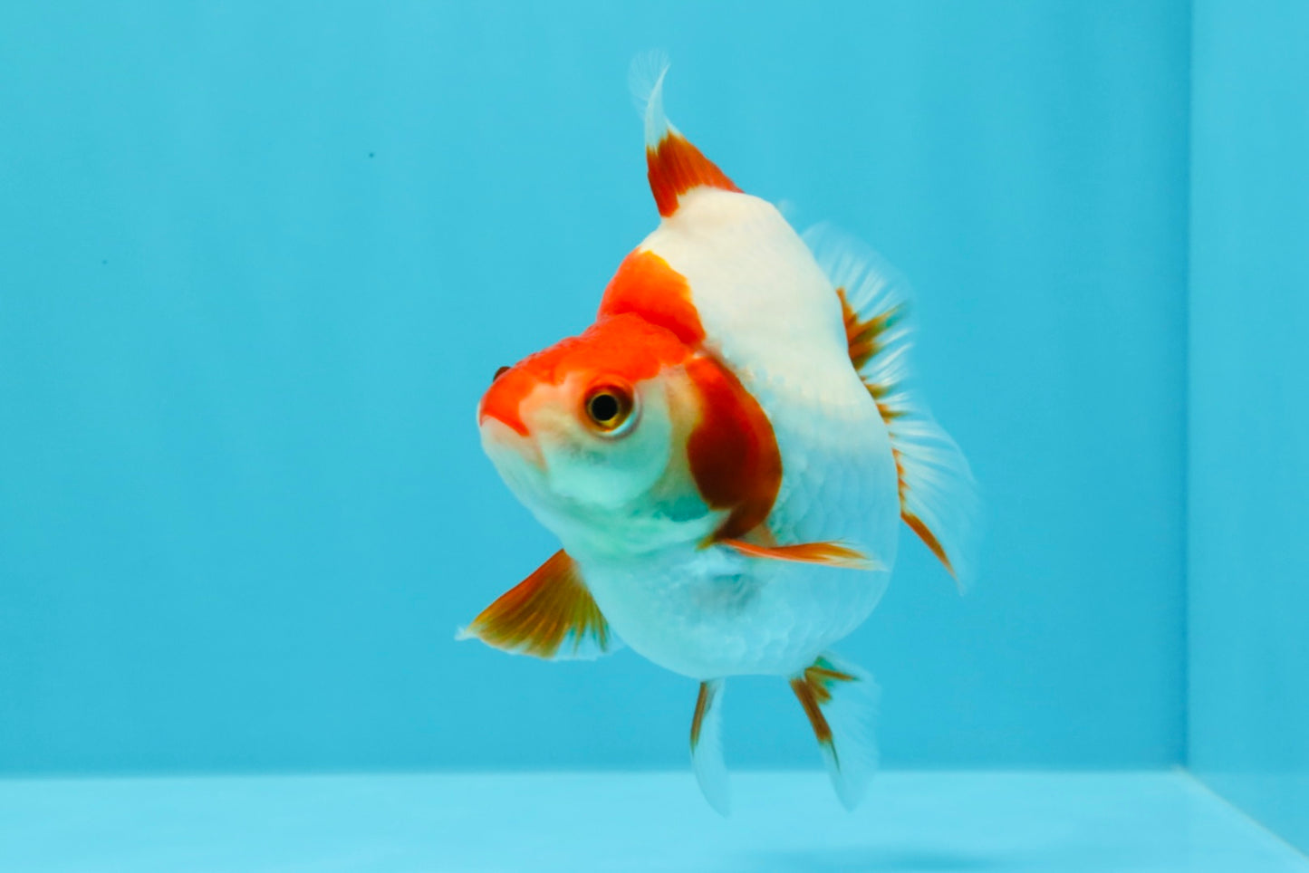 AAA Grade Red White Ryukin Female 4-4.5 inches #030626RK_15