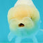 Snow White Lionchu Female 4 inches #1004LC_19