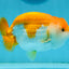 A Grade Orange White LionKing 4.5 inches #121324LC_11