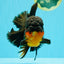 CHUNKY AAA Grade Godzilla Apache Oranda Male 6.5 inches #031326OR_02