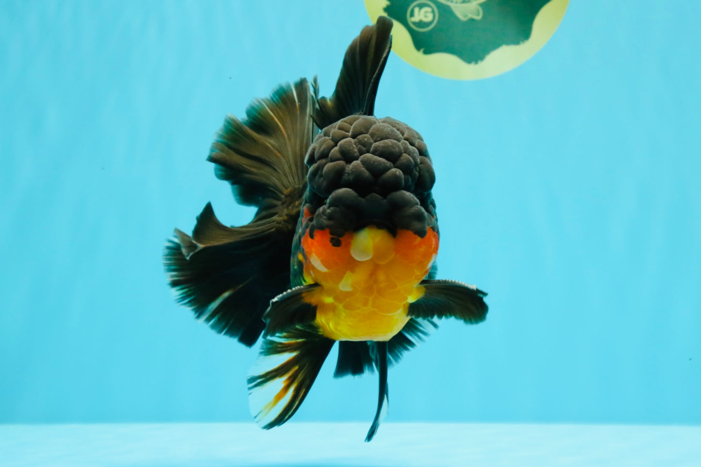CHUNKY AAA Grade Godzilla Apache Oranda Male 6.5 inches #031326OR_02
