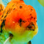CHONKY AAA Grade Tiger Oranda Male 5-5.5 inches #082826OR_03