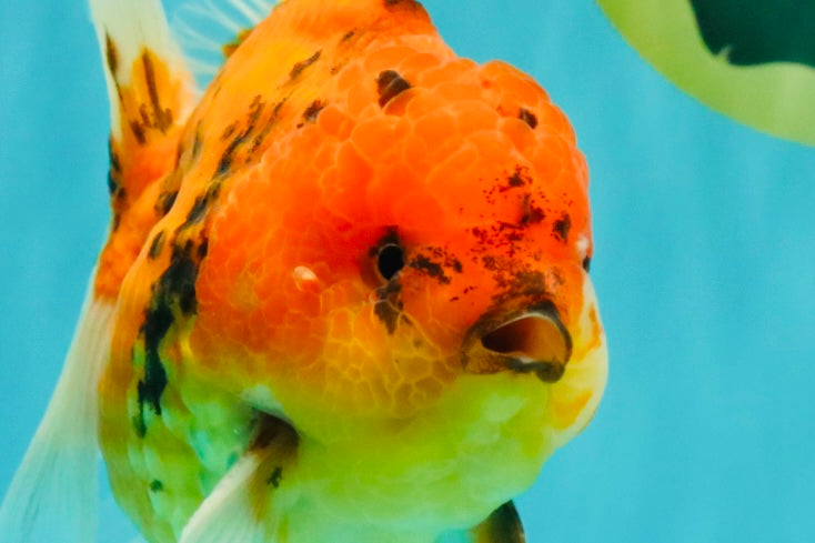 CHONKY AAA Grade Tiger Oranda Male 5-5.5 inches #082826OR_03