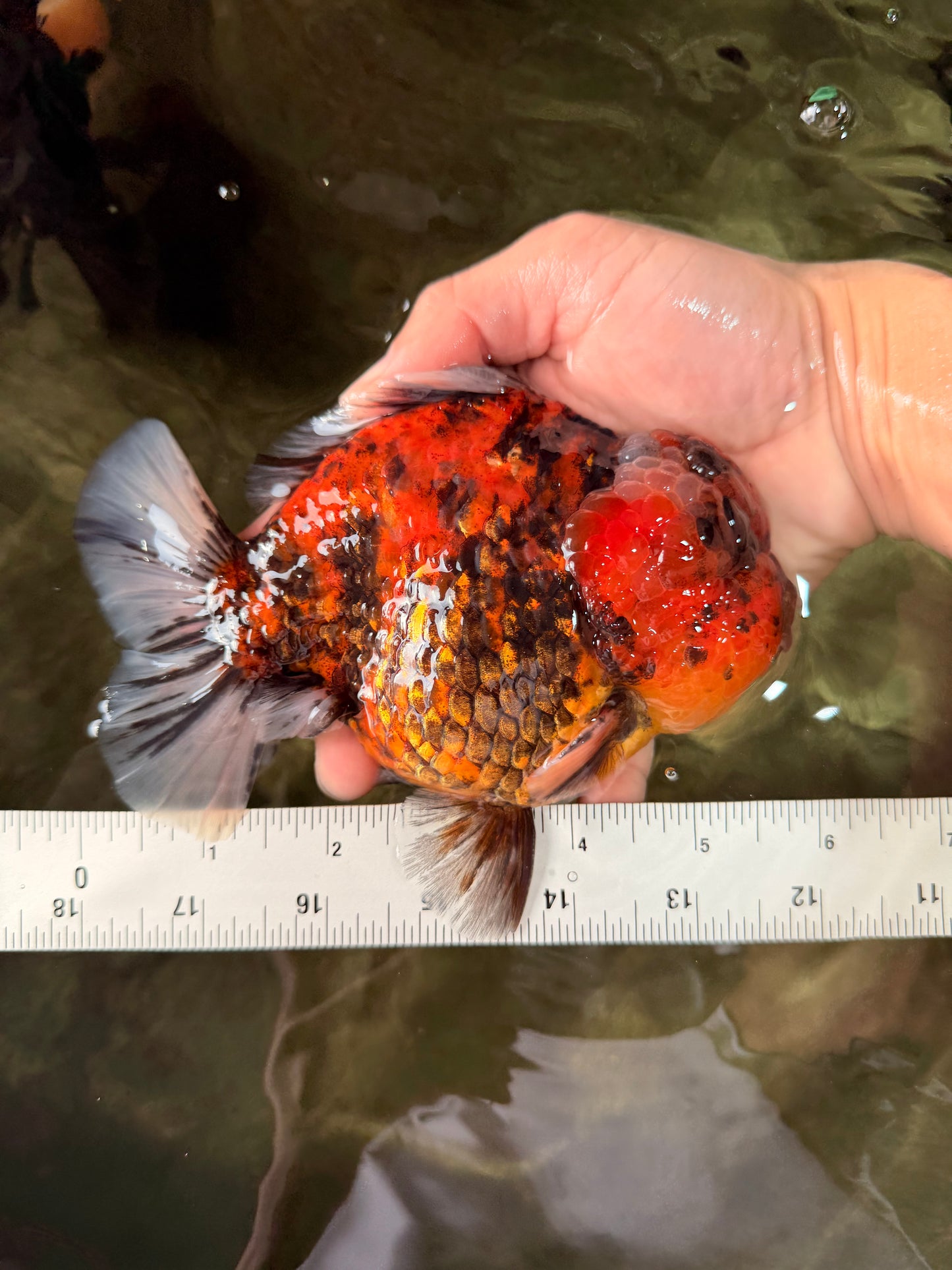 AAA Grade Godzilla Tiger Yuanbao Male 5.5-6 inches #031326YB_19