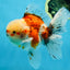A Grade Young Godzilla Sakura Oranda Male 5.5 inches #080825OR_18