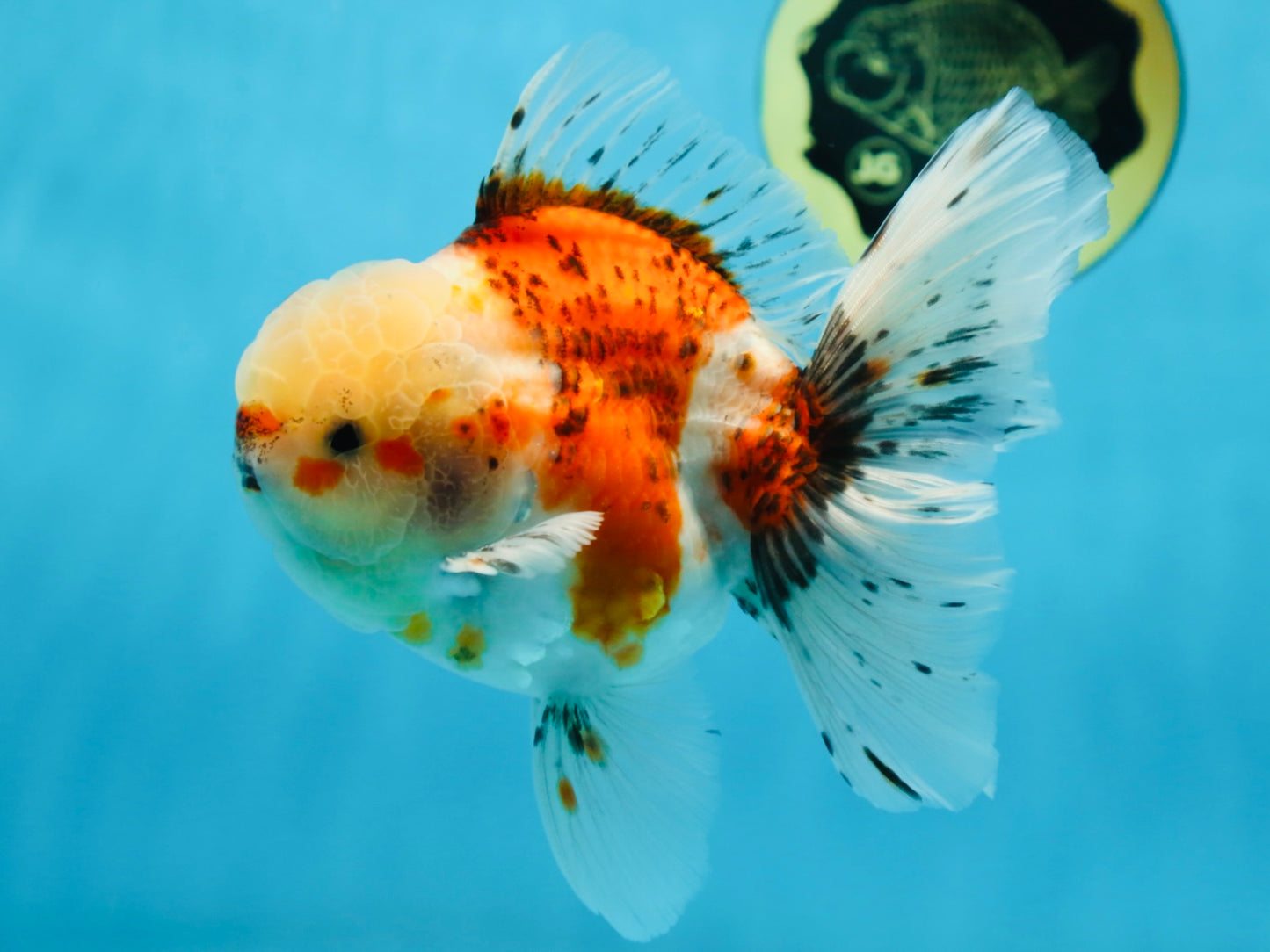 A Grade Young Godzilla Sakura Oranda Male 5.5 inches #080825OR_18