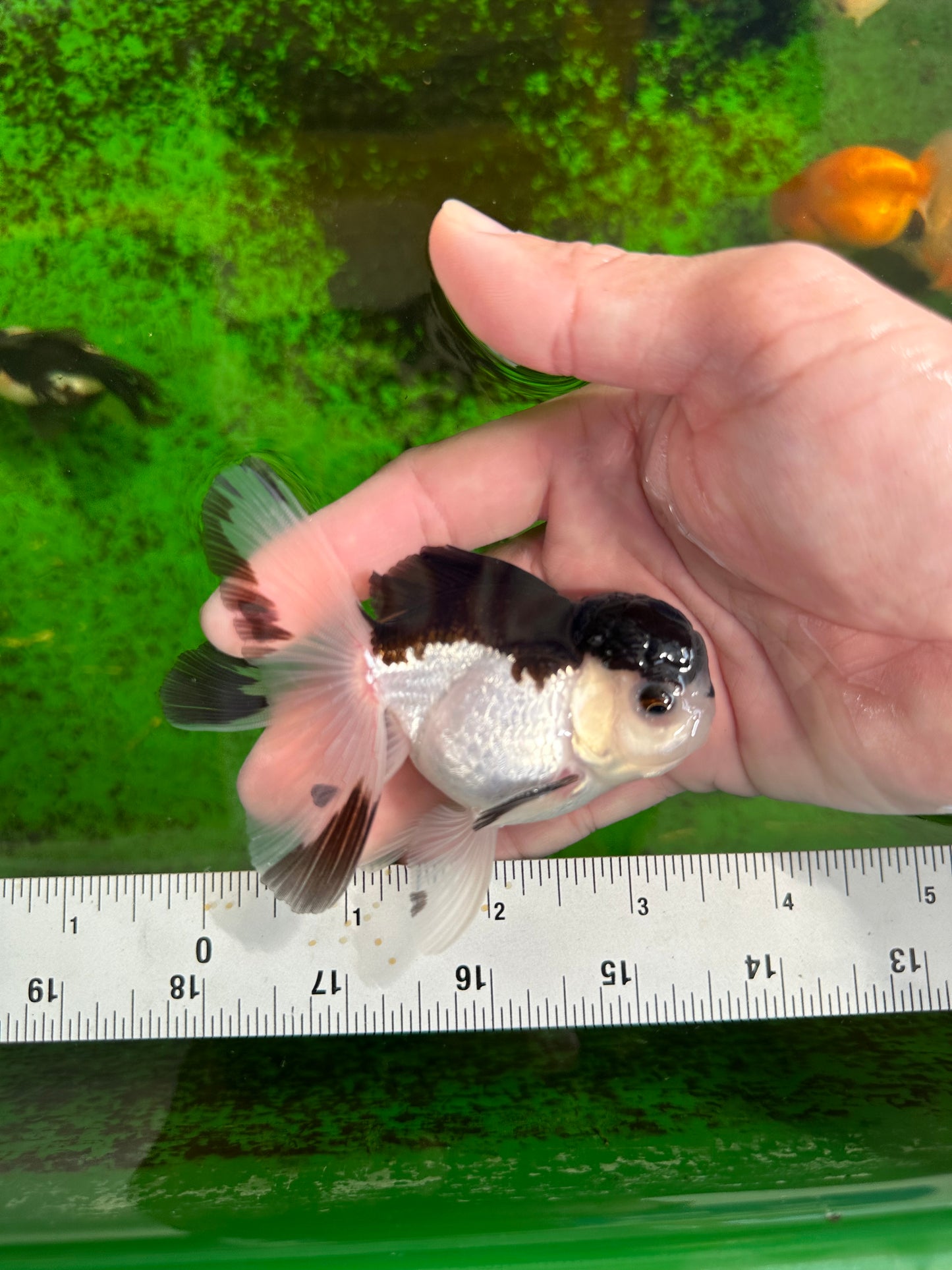 Panda Oranda Male 3.5 inches #1011OR_28