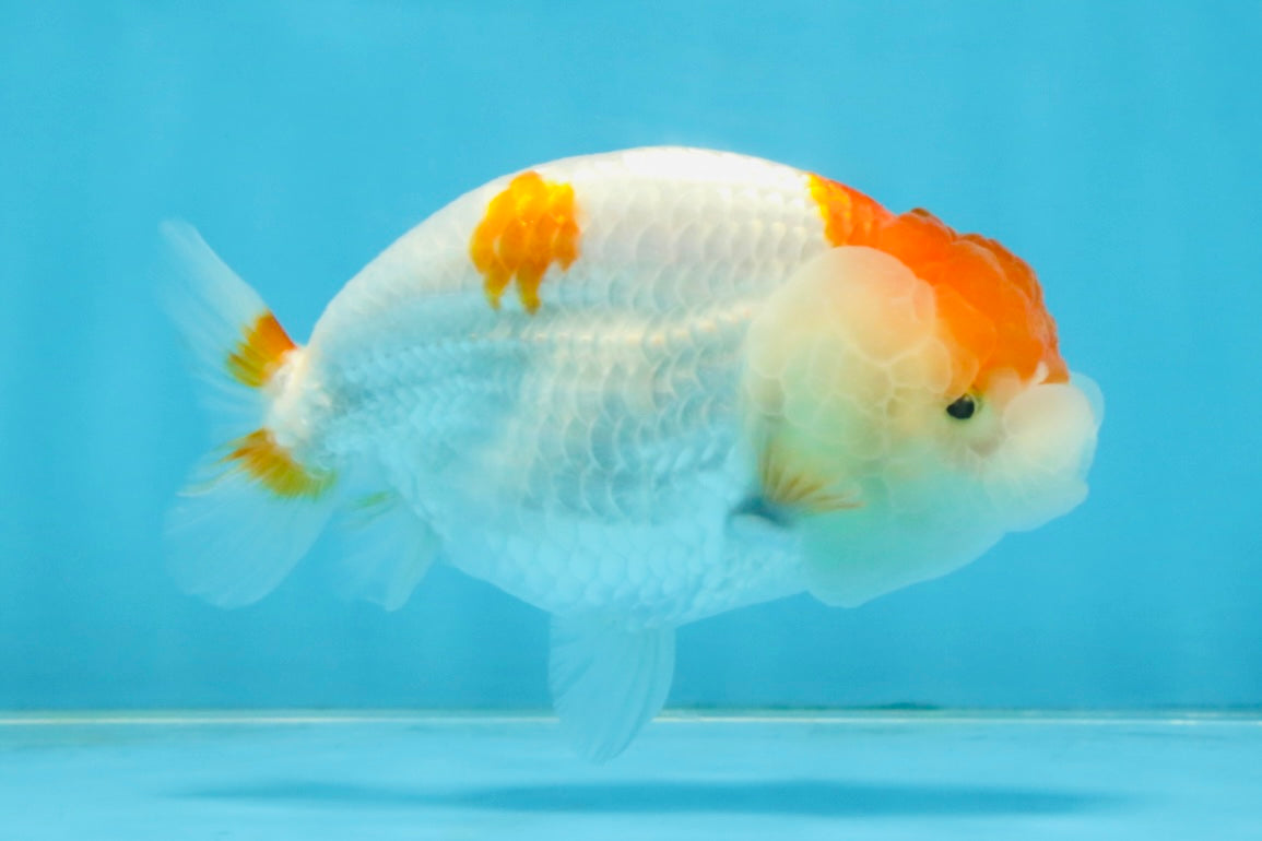 A Grade Red White LionQueen 4 inches #112125LC_13