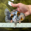 AAA Grade RARE White Tiger Oranda Female 5.5 inches #051625OR_15