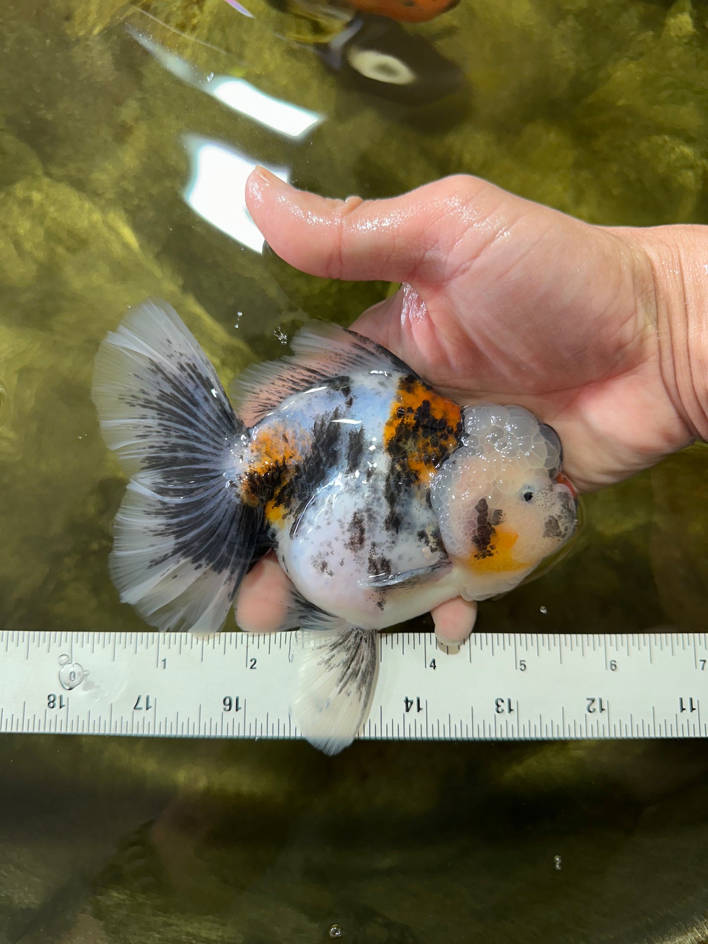 AAA Grade RARE White Tiger Oranda Female 5.5 inches #051625OR_15
