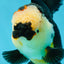 AAA Grade Tricolor Oranda Female 5.5-6 inches #050925OR_33