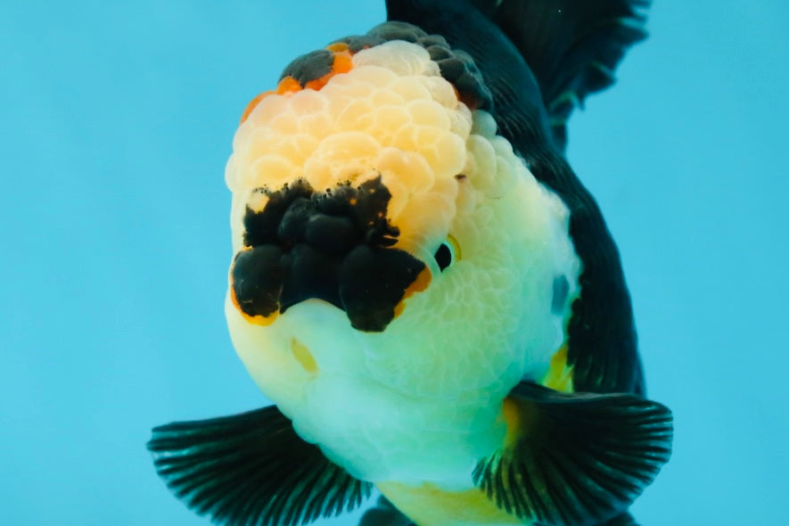 AAA Grade Tricolor Oranda Female 5.5-6 inches #050925OR_33