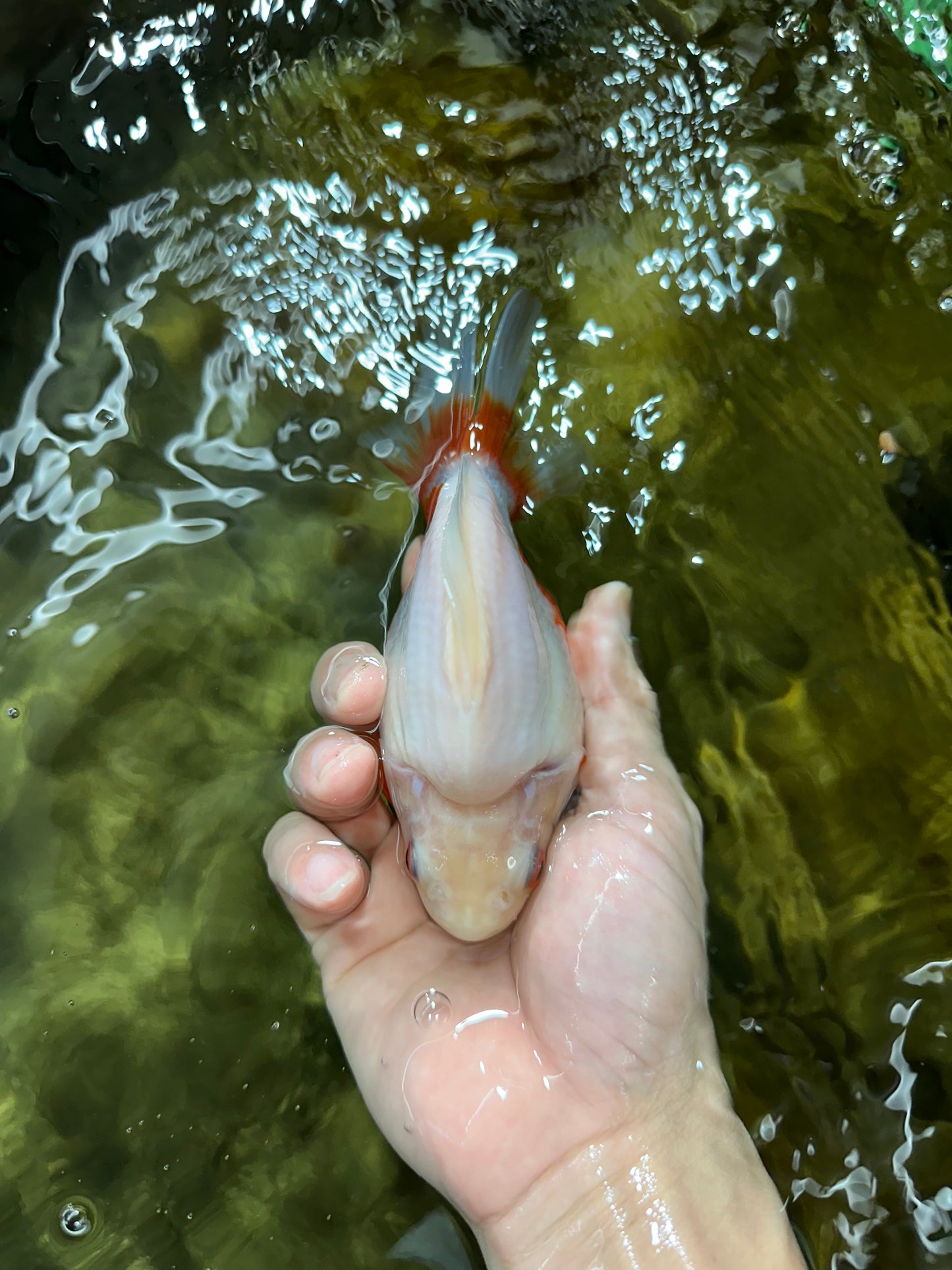 A Grade Red White Ryukin Female 5.5 inches #060625RK_31