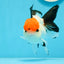 A Grade Tancho Button Eyes Tricolor Oranda Female 4.5 inches #0614OR_23