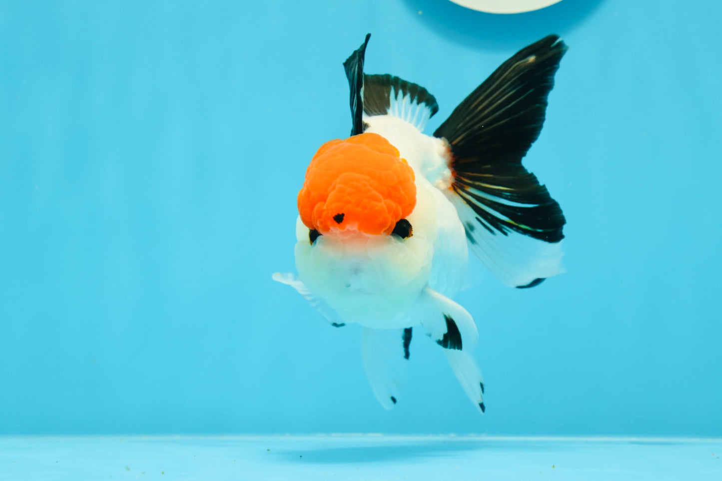 A Grade Tancho Button Eyes Tricolor Oranda Female 4.5 inches #0614OR_23