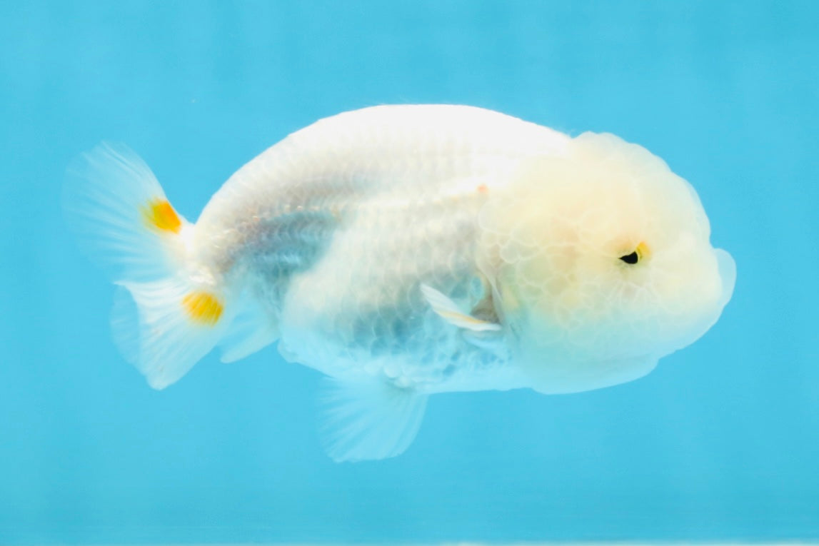 Snow White Lionchu Female 3.5 inches #121925LC_05