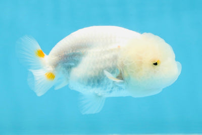 Snow White Lionchu Female 3.5 inches #121925LC_05