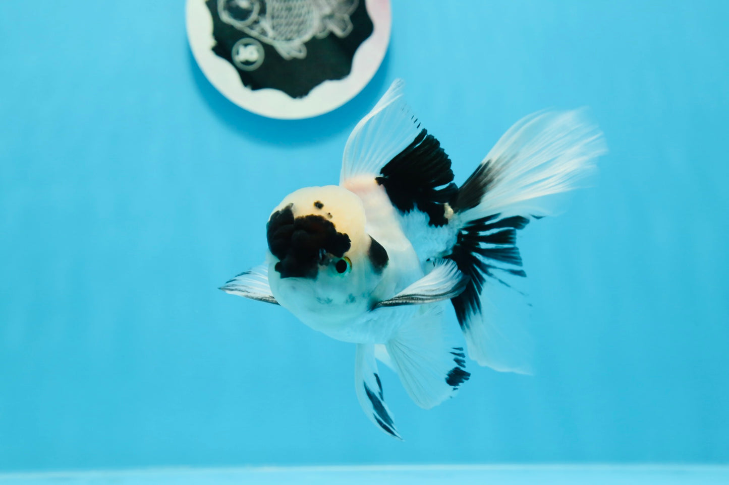 🐼 Panda Oranda Mâle 5 pouces #0726OR_03