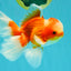 A  Grade Red White Oranda Male 5.5-6 inches #082126OR_07