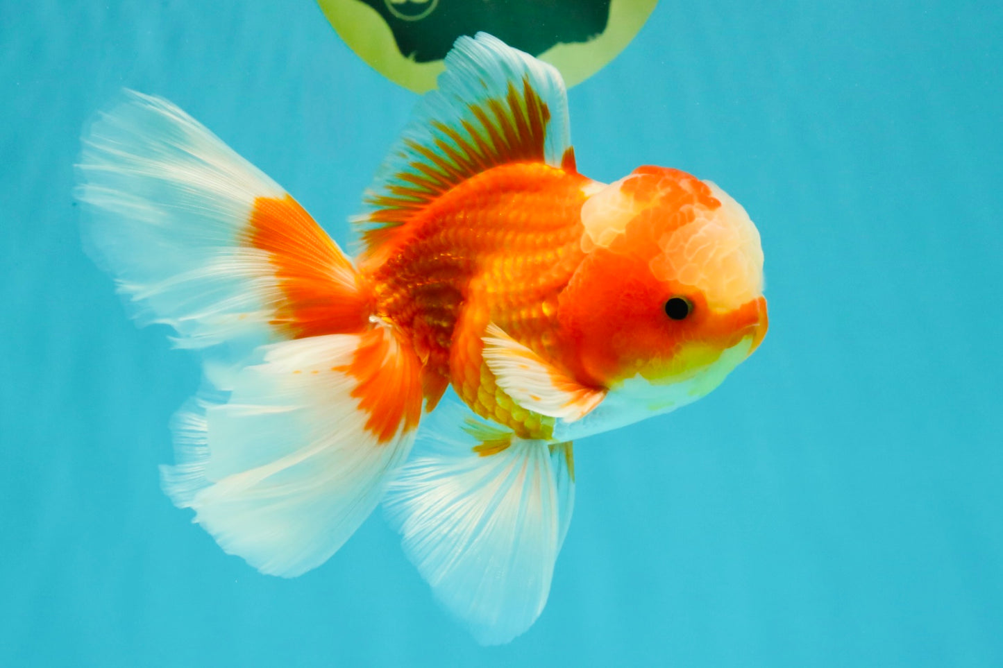 A  Grade Red White Oranda Male 5.5-6 inches #082126OR_07