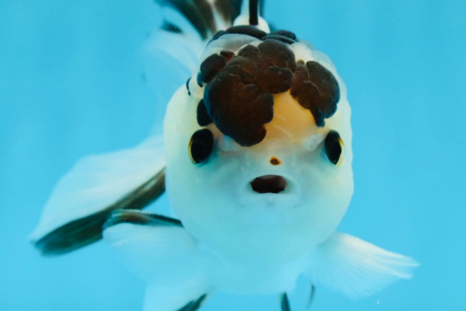 Panda macho de 4,5 pulgadas con ojos de botón de grado AAA, oranda, n.º 0913OR_07