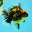 CHUNKY AAA Grade Broadtail Tiger Oranda Male 7-7.5 inches #071026OR_02
