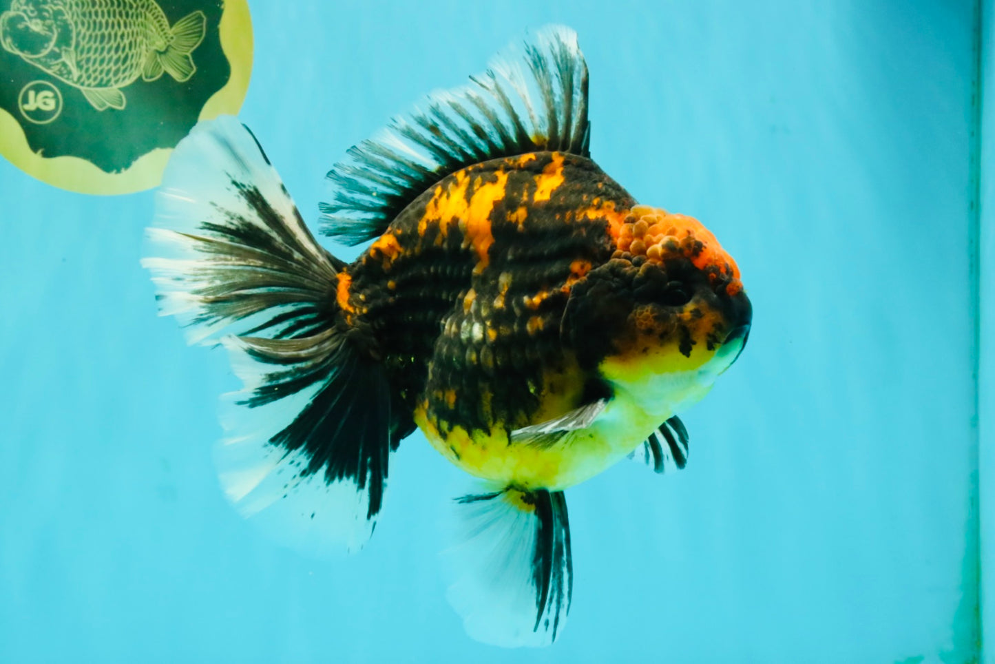 CHUNKY AAA Grade Broadtail Tiger Oranda Male 7-7.5 inches #071026OR_02