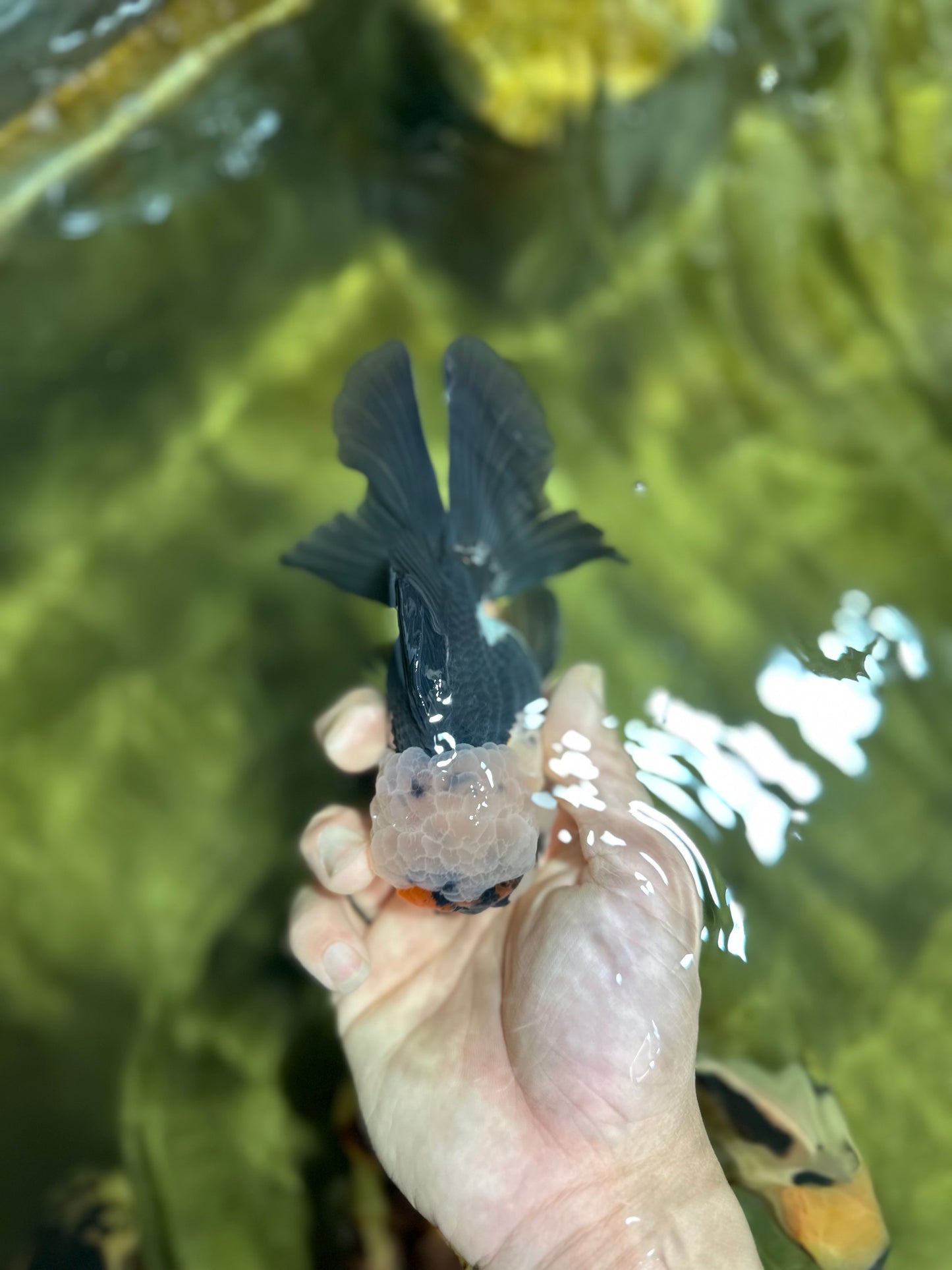 FLUFFY WEN A Grade Mochi Tricolor Oranda Male 4.5-5 inches #041825OR_08