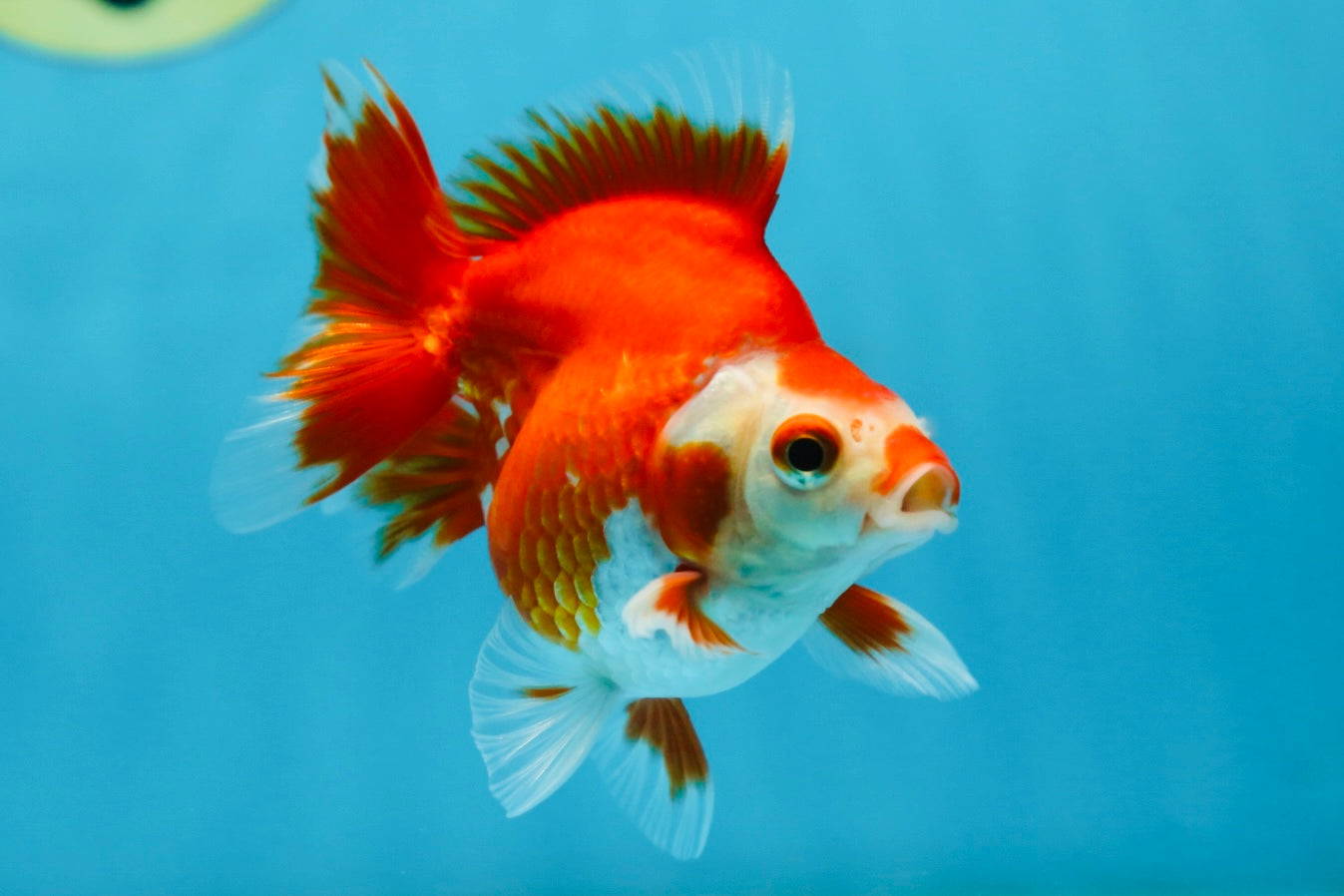 POCKET AAA Grade Small Red White Ryukin Female 3.5-4 inches #082225RK_26