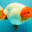 UNIQUE A Grade Red Head Buffalo Ranchu Female 6 inches #100926RC_30