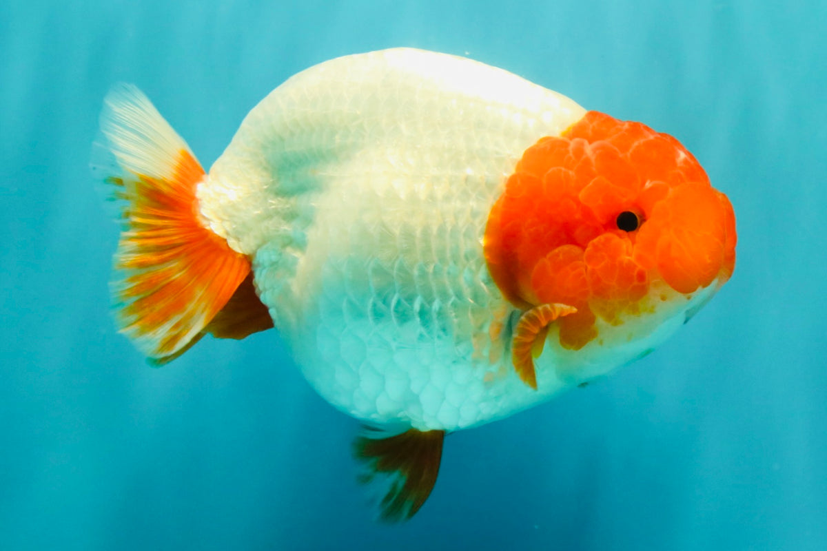 UNIQUE A Grade Red Head Buffalo Ranchu Female 6 inches #100926RC_30