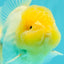 A  Grade White Oranda Male 6-6.5 inches #071026OR_27