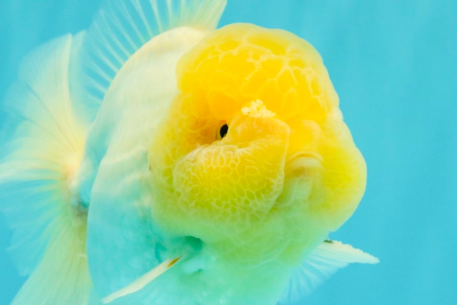 A  Grade White Oranda Male 6-6.5 inches #071026OR_27