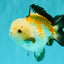 A Grade Tricolor Yuanbao Male 4.5-5 inches #082126YB_24